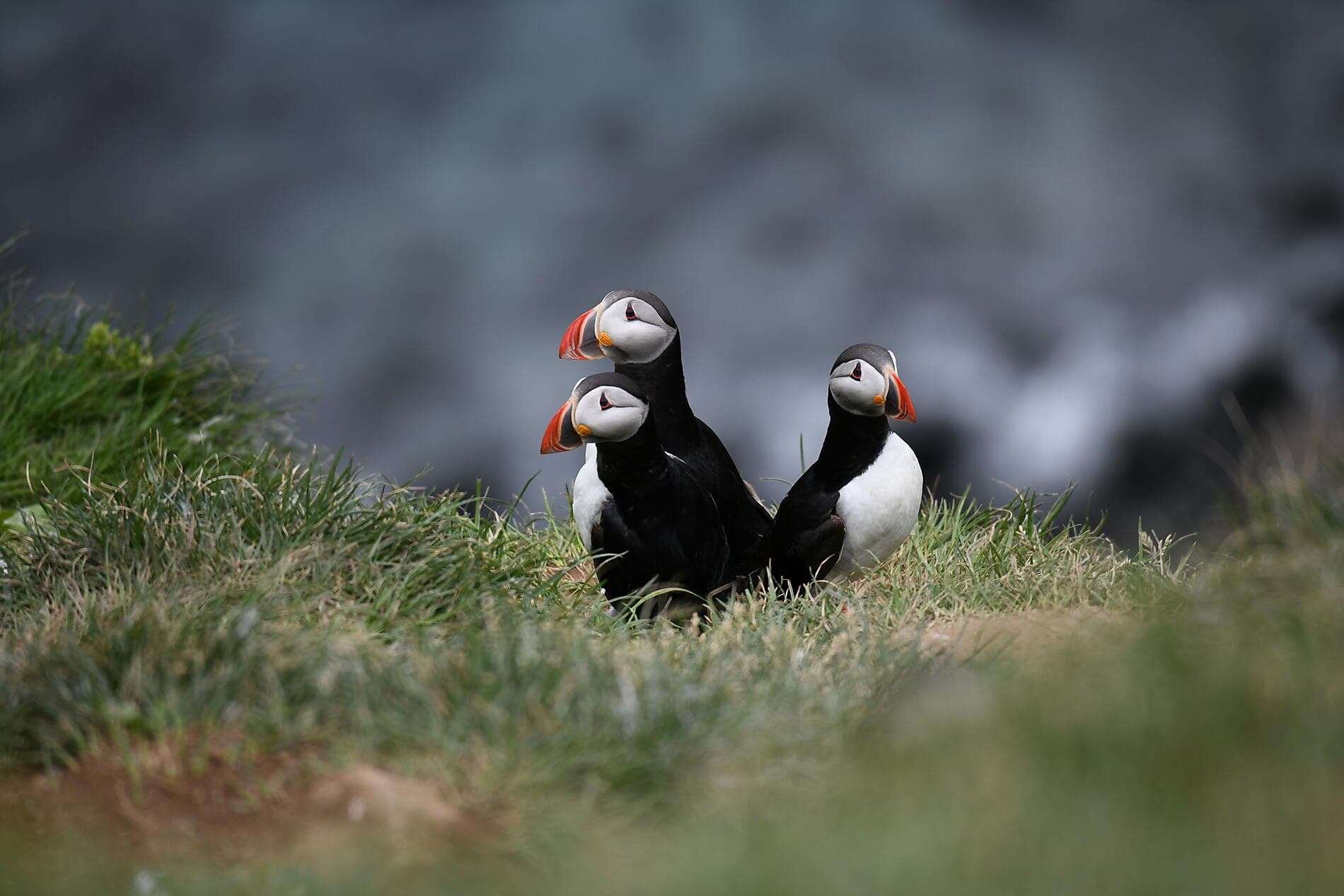 Mosaïque islandaise 