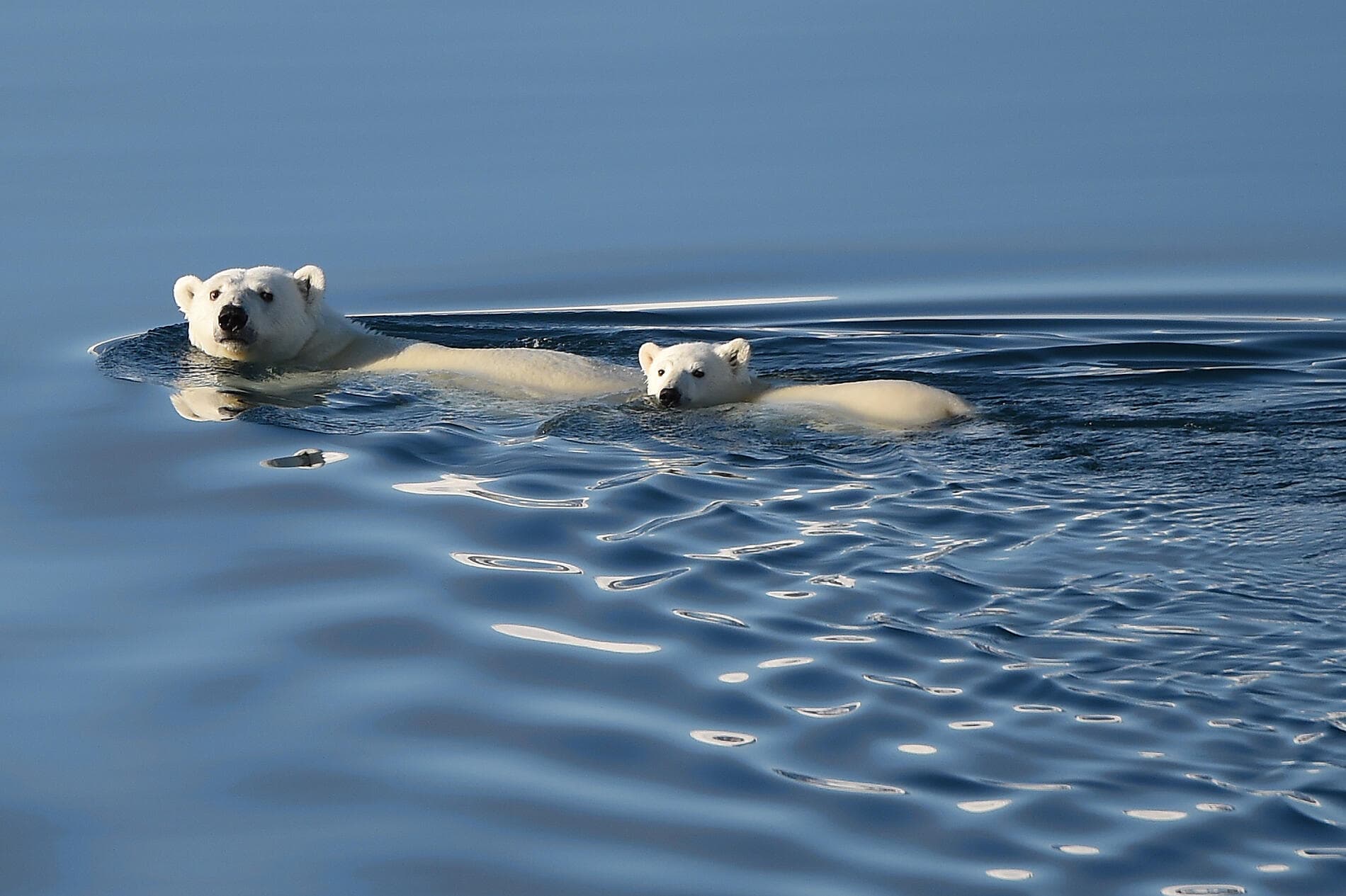 Des côtes sauvages du Groenland à la côte est du Canada 