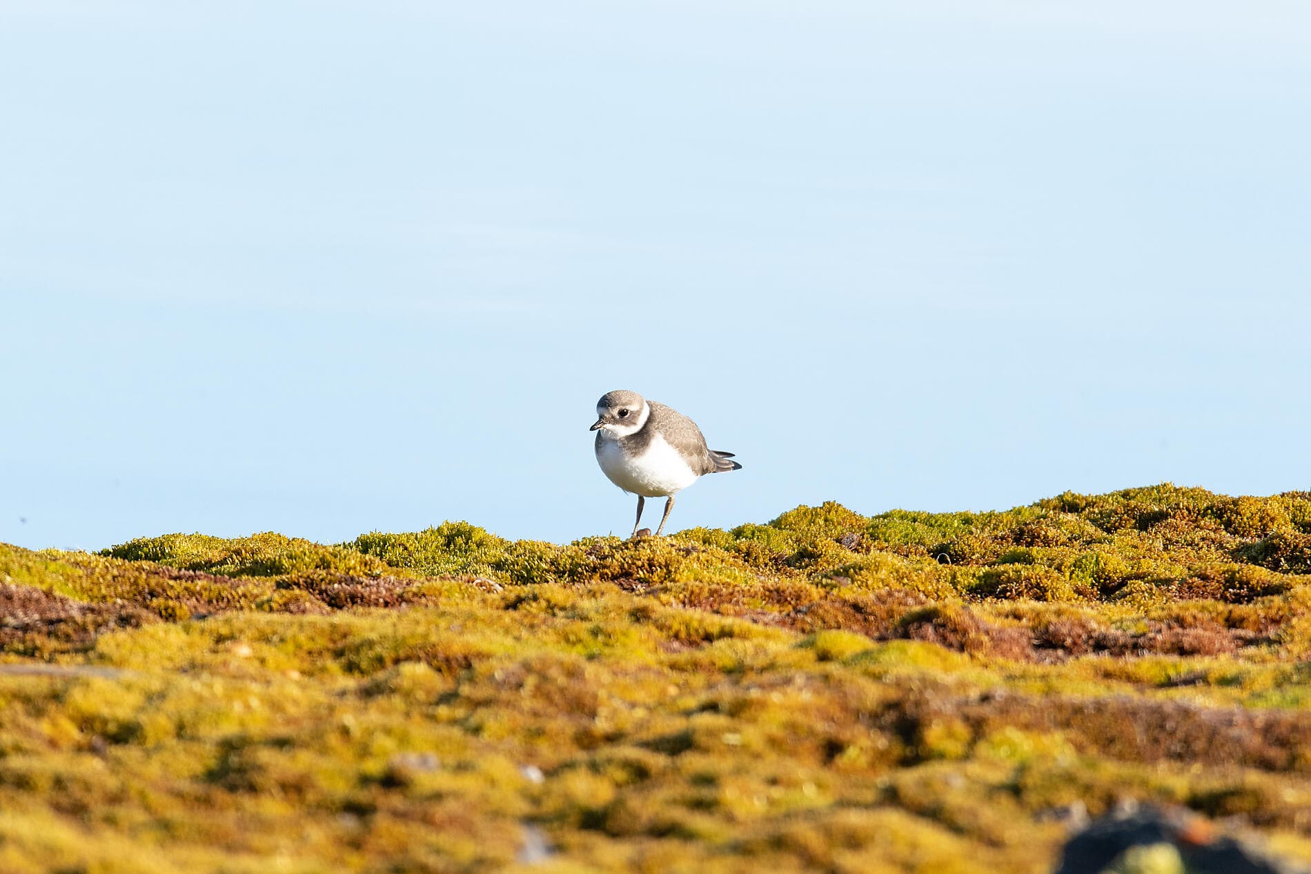 Eclipse solaire totale dans le Grand Nord sauvage 