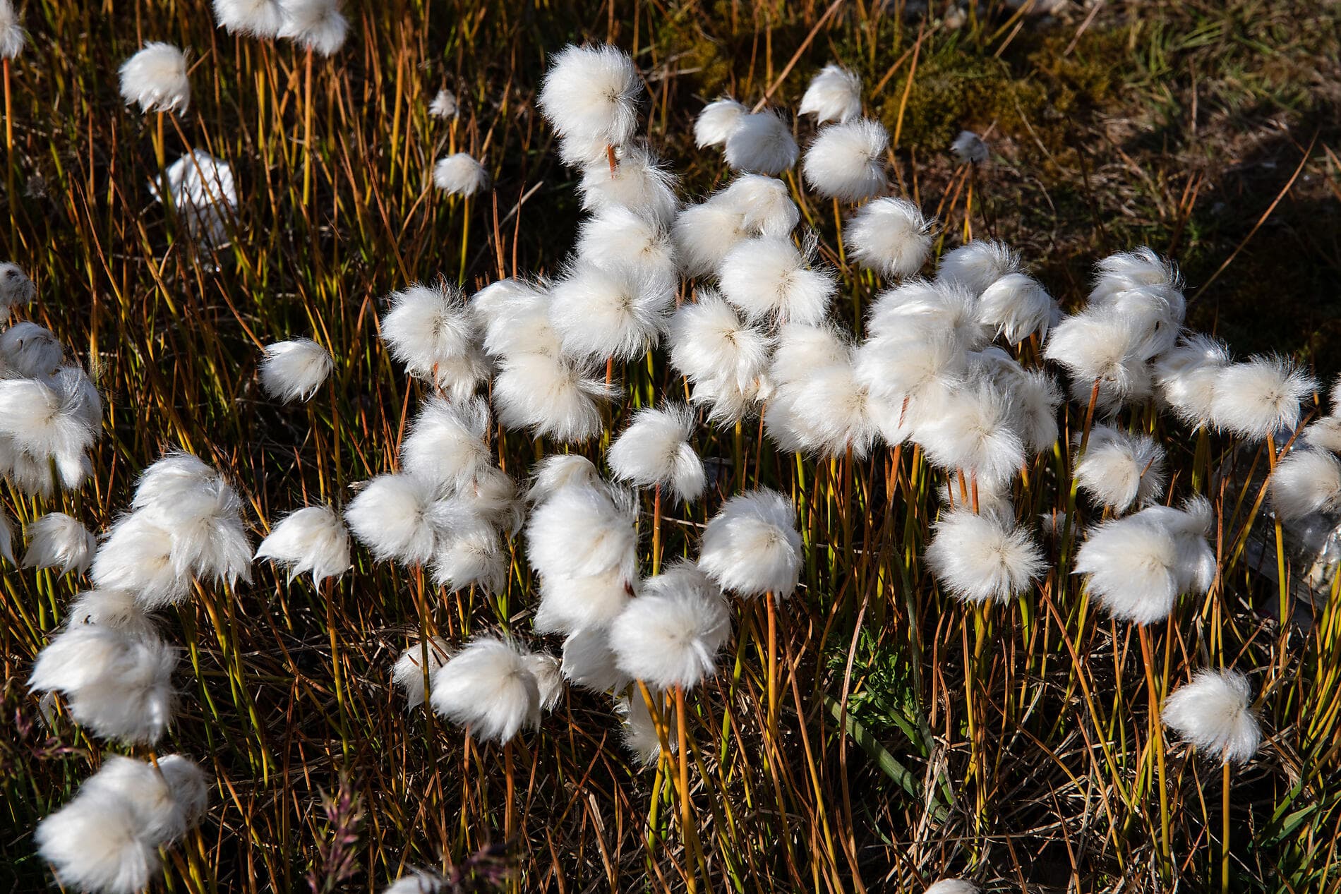 Eclipse solaire totale dans le Grand Nord sauvage 