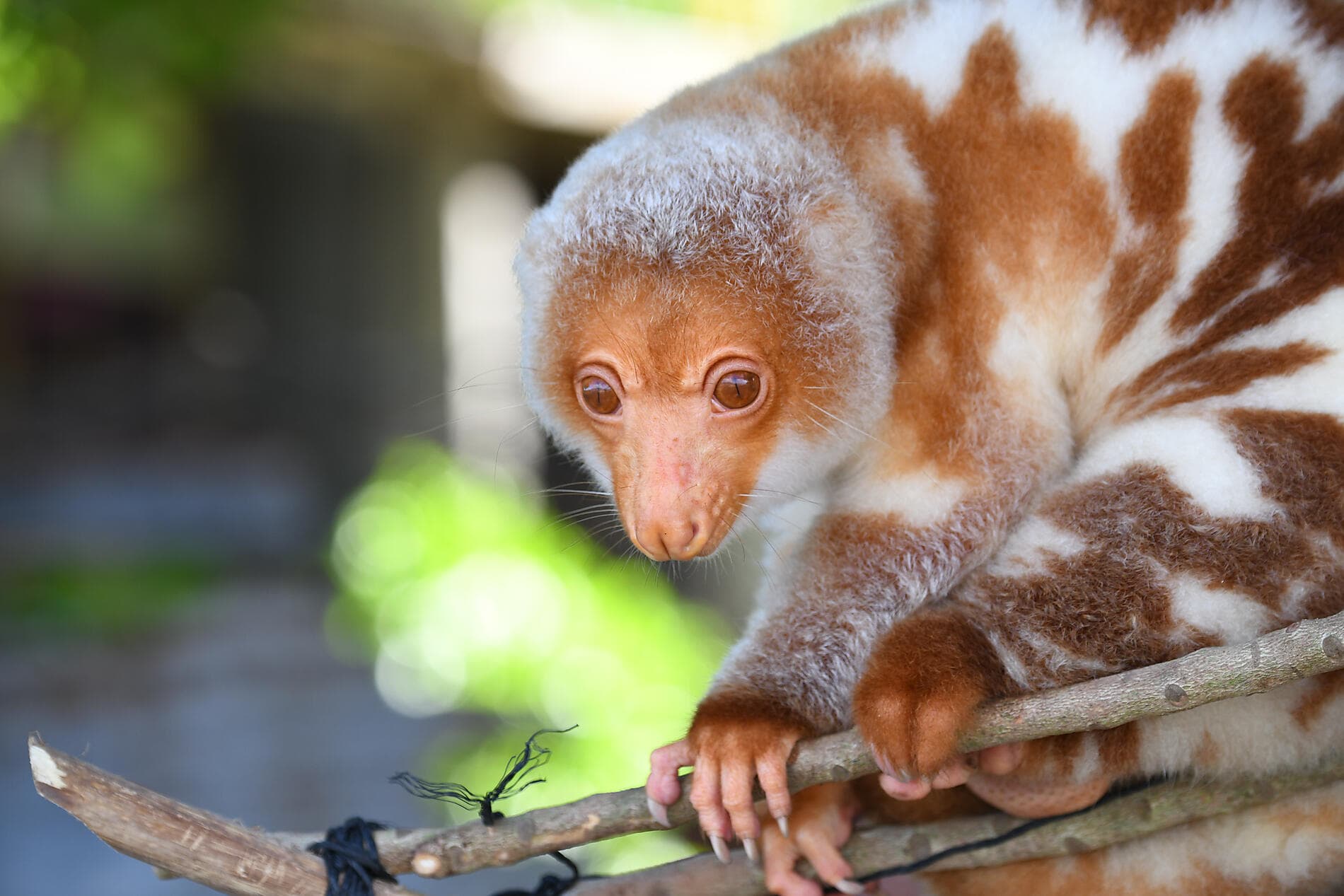 Des îles Fidji à Bali