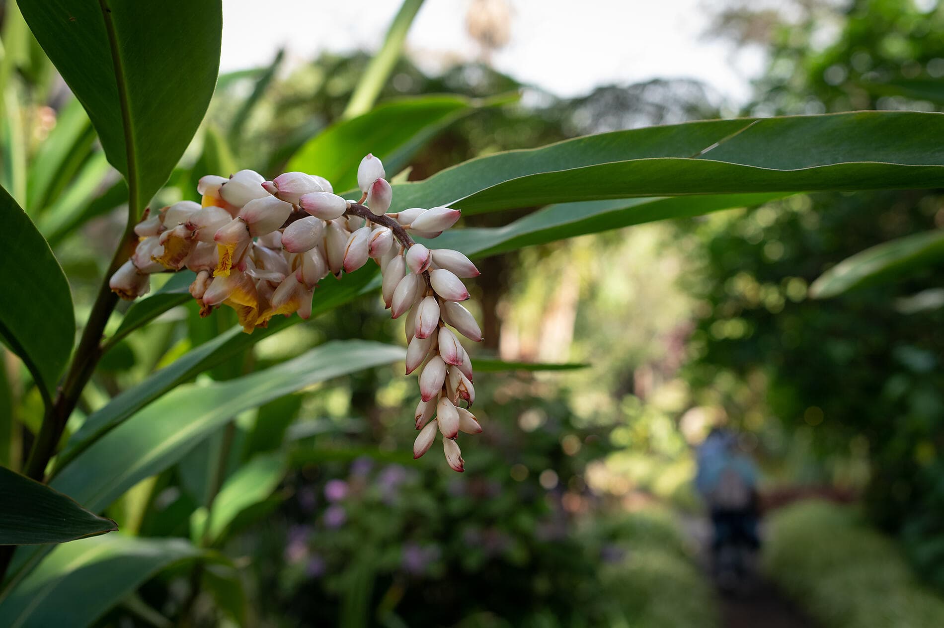Odyssée atlantique des Canaries aux rivages marocains 
