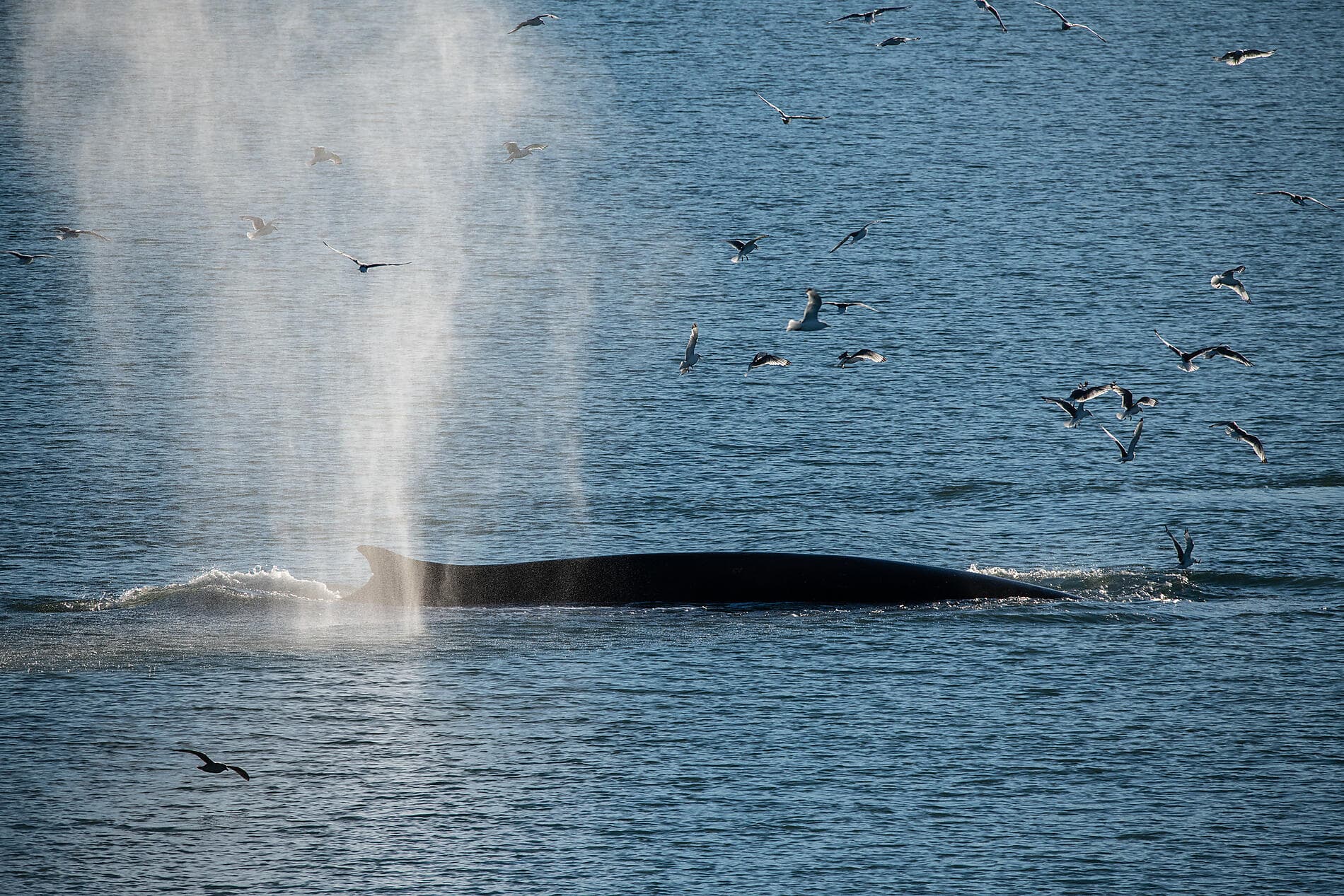 Du Svalbard à l'Islande : odyssée polaire 