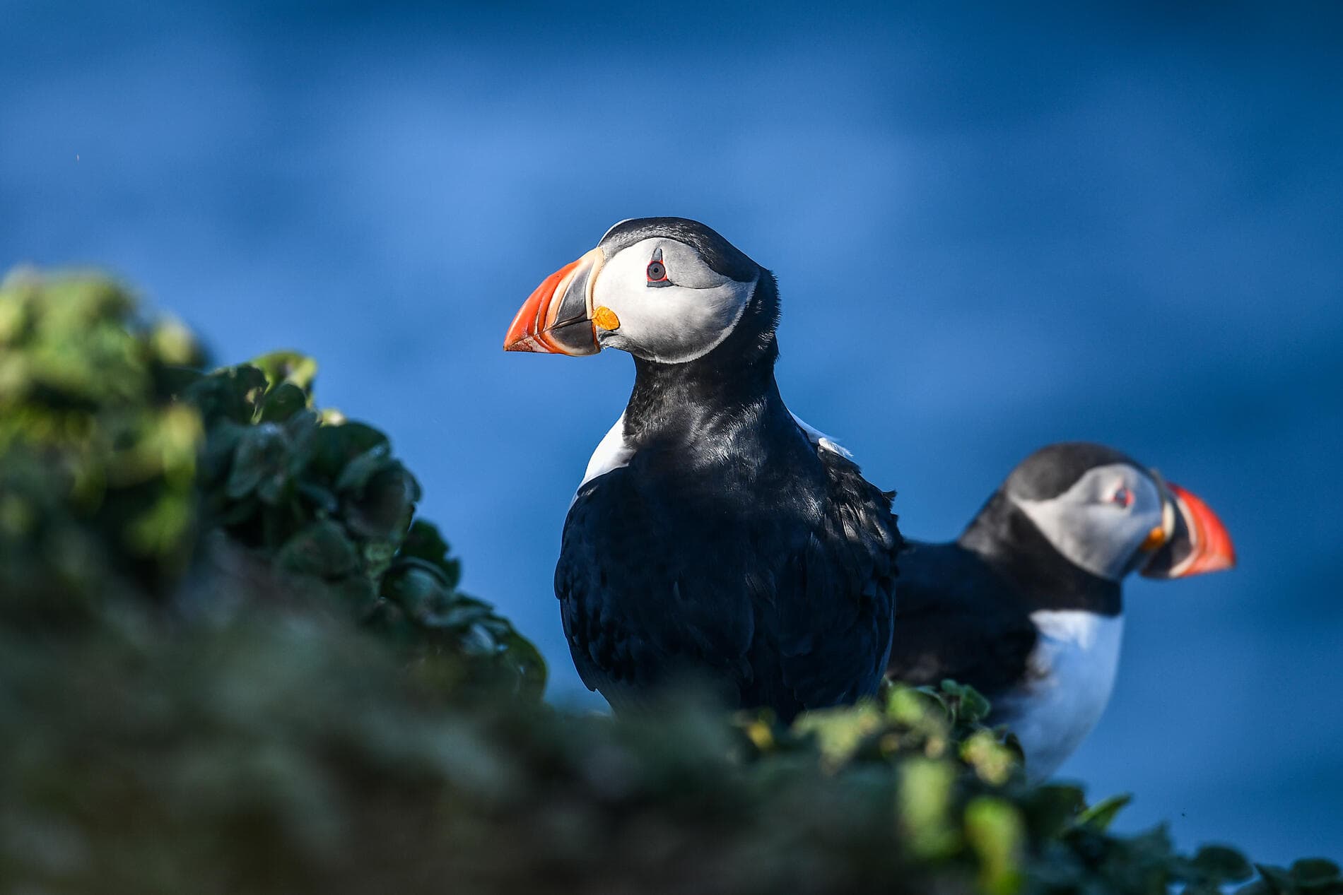 Archipels sauvages de l’Atlantique Nord  