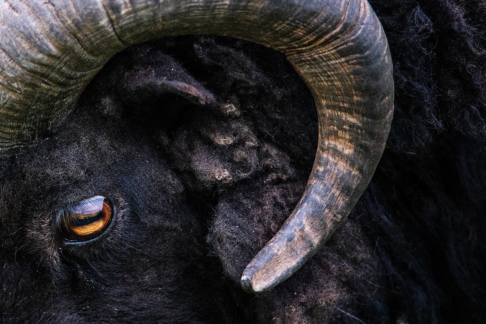 Archipels sauvages de l’Atlantique Nord  