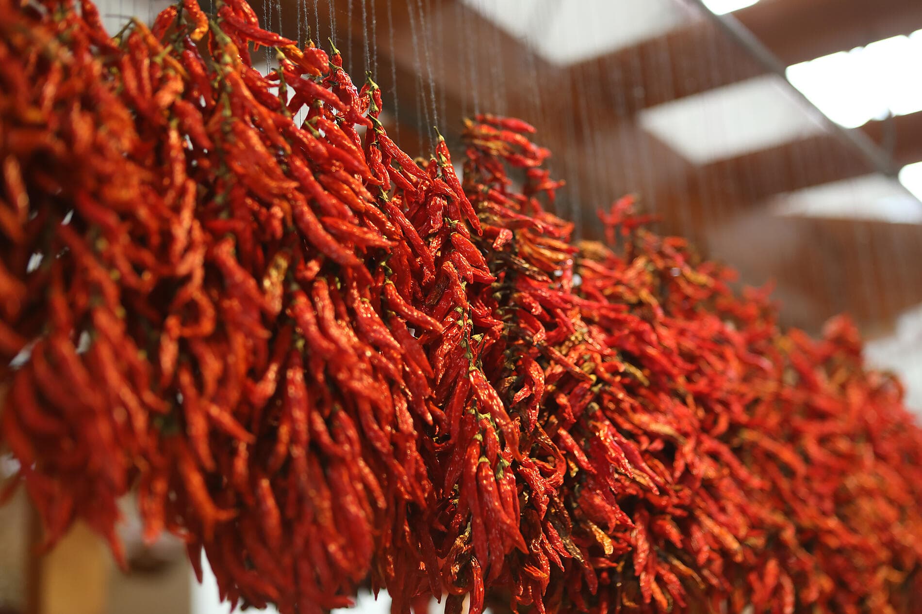 Odyssée atlantique des Canaries aux rivages marocains 