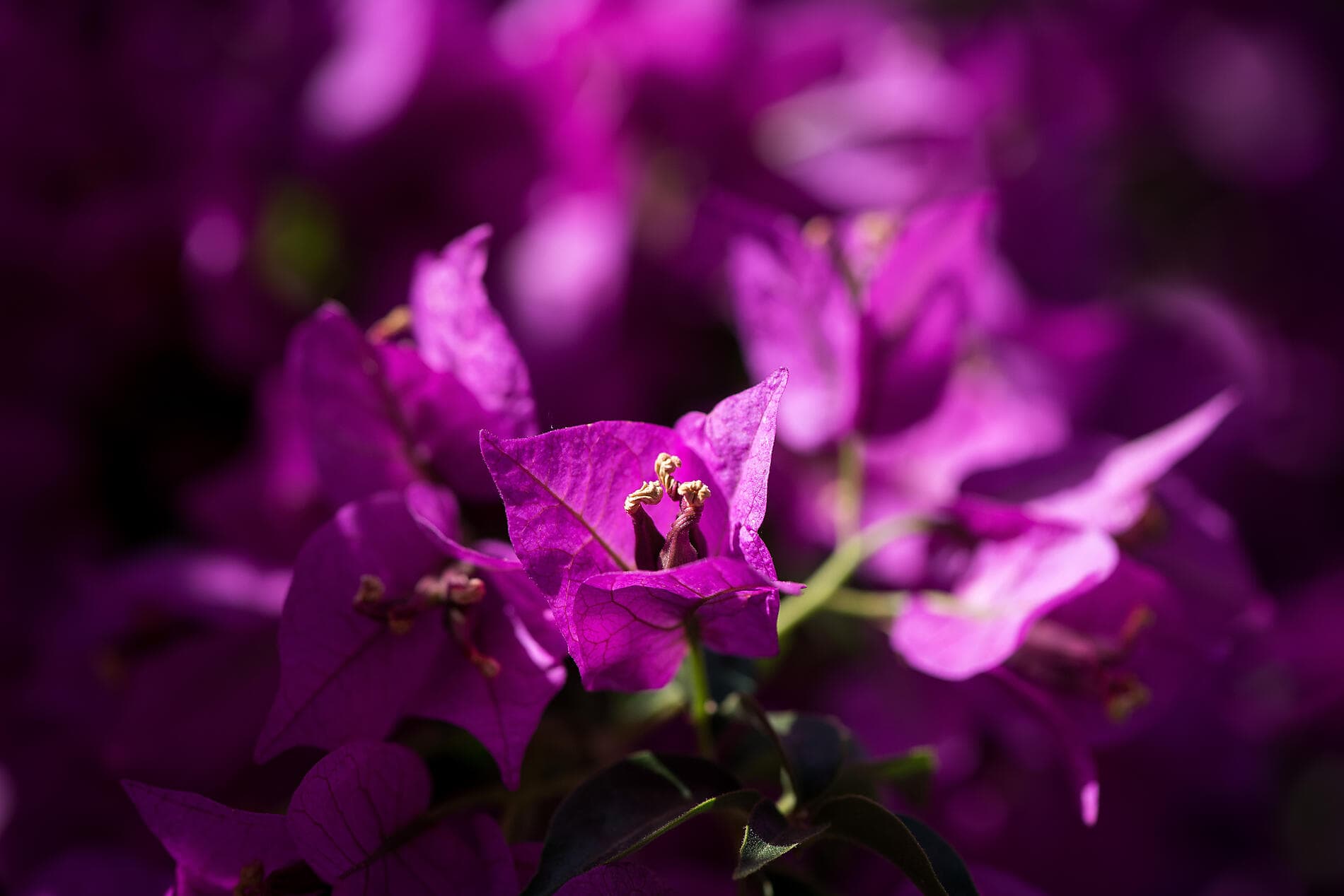 La Croatie, sous les voiles du Ponant 