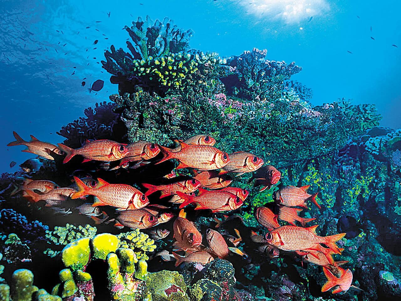 Îles de la Société et Tuamotu